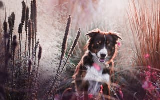 Картинка цветы, бордер-колли, трава, собака