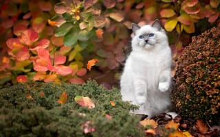 Картинка листья, кошка, лапка, сиамский, кот, осень, котенок, рэгдолл, голубоглазый, поза