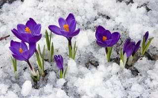 Картинка цветы, снег, первоцветы, крокусы, весна