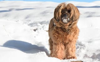 Картинка снег, собака, тибетский терьер, зима