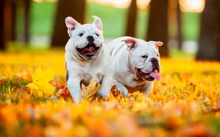 Картинка листья, осень, щенки, английский бульдог, собаки