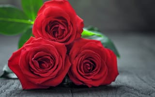 Обои цветы, красные розы, букет, розы