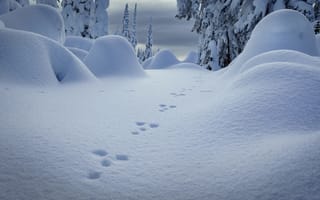 Картинка снег, сугробы, природа, зима, следы