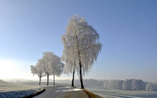 Картинка дорога, природа, зима, деревья
