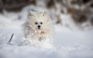 Картинка снег, болонка, зима, собака