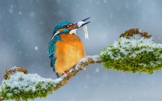 Картинка ветка, зима, снег, птица, рыбка, зимородок