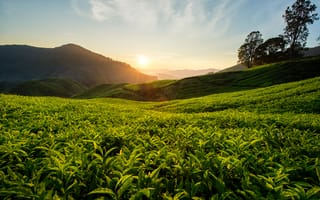 Картинка холмы, пейзаж, малайзия, природа, чай, чайная плантация