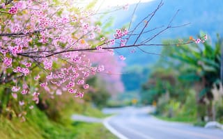 Картинка природа, цветение, весна, сакура