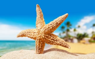 Картинка макро, морская звезда, песок, пляж
