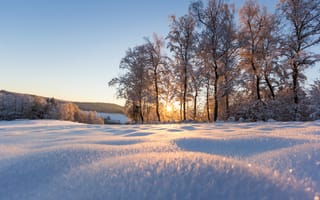 Обои деревья, снег, природа, парк, зима
