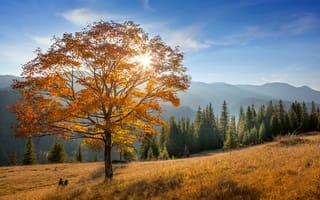 Картинка горы, лес, дерево, природа, пейзаж, осень