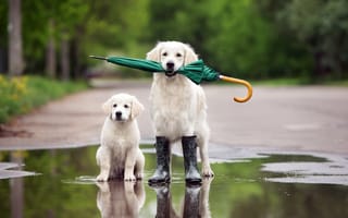 Обои собака, зонтик, щенок, золотистый ретривер, голден ретривер, лужа, сапоги
