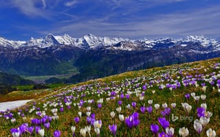 Картинка цветы, поляна, весна, снег, крокусы, склон, трава, горы