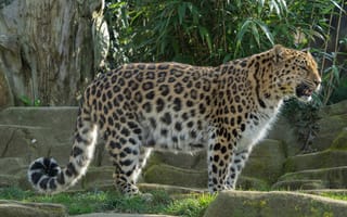 Картинка леопард, william warby, хищник, дикая кошка, грация