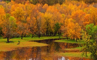 Обои деревья, лес, пейзаж, река, природа, осень