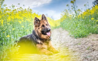Картинка цветы, длинник, язык, j.wiselka, собака, немецкая овчарка, желтые цветы