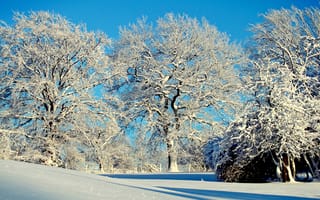 Картинка деревья, природа, снег, зима