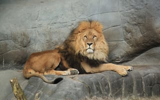 Картинка хищник, лев, большая кошка