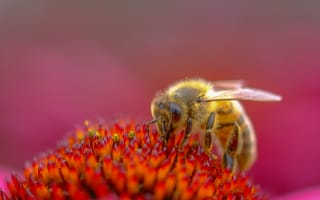 Картинка насекомое, эхинацея, пчела, пыльца, цветок