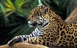 Картинка животные, бразилия, тропический лес, ягуар