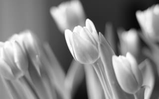 Картинка свет, цветы, флора, тюльпаны, чёрно-белое