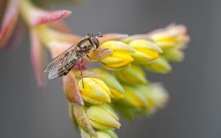 Картинка макро, цветок, муха, насекомое
