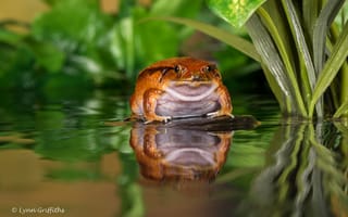 Картинка вода, лягушка, жаба, пруд, отражение