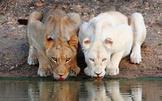 Картинка морда, хищник, водопой, дикая кошка, львы, львицы