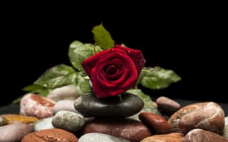 Картинка камни, цветок, роза, лепестки, капли, бутон