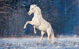 Обои лошадь, жеребец, конь, зима, грива