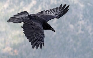 Картинка полет, ворон, крылья, клюв, птица