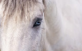 Картинка конь, глаз