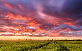 Картинка небо, закат, облака, колея, нидерланды, поле