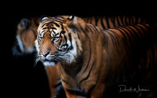 Картинка тигр, взгляд, морда, зверь, хищник, david whelan, профиль, усы, черный
