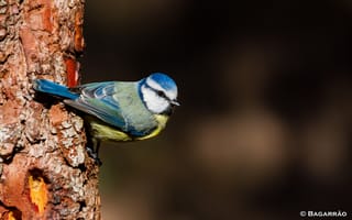 Картинка дерево, птичка, синица, птица