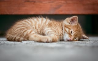 Картинка мордочка, сон, кошка, котенок, рыжий