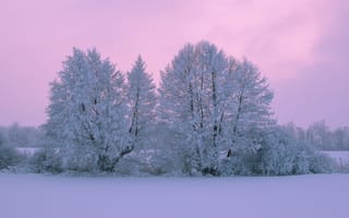 Картинка деревья, природа, пейзаж, зима, снег