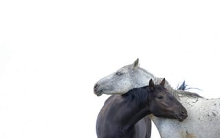 Обои парочка, белый, кони, лошади