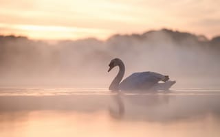 Картинка озеро, туман, лебедь, утро, птица