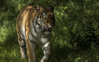 Картинка тигр, взгляд, прогулка, зелень, морда, трава, хищник