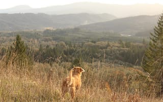 Картинка трава, горы, сосны, хвост, пейзаж, собака