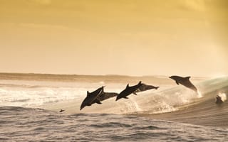 Картинка море, животные, дельфины, океан, прыжок