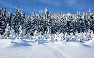 Картинка небо, сугробы, снег, пейзаж, деревья, зима, лес