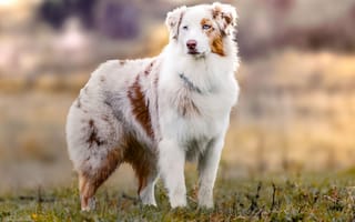 Картинка мордочка, взгляд, zanny stwertka, собака, аусси, австралийская овчарка