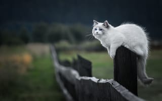 Картинка кот, забор, мордочка, усы, взгляд, кошка, котенок