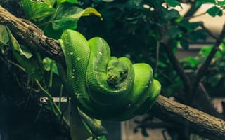 Картинка ящерица, питон, змея, пресмыкающееся, зеленая, рептилия, хамелеон