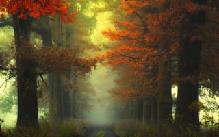 Обои дорога, деревья, лес, туман, природа, осень