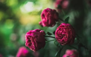 Картинка цветы, розы, размытость, макро, stefan petershofer