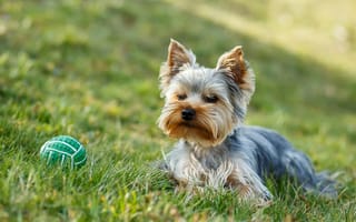 Картинка трава, artush, йоркширский терьер, собака, йорк, мячик