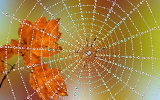 Картинка листья, осень, макро, капли, паутина, паук